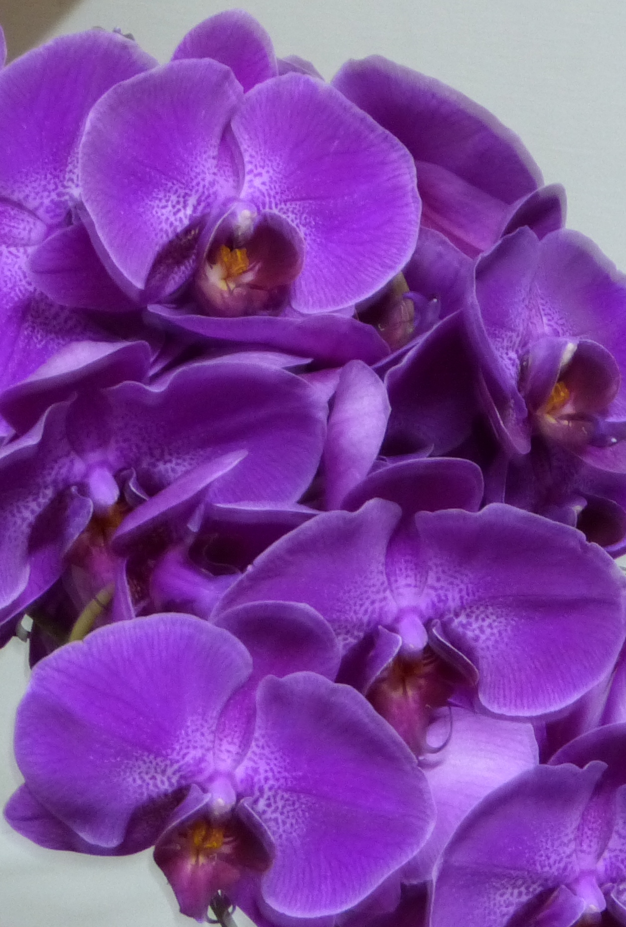 Hawaiian Tropical Orchids